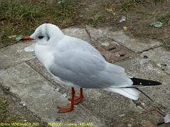 79